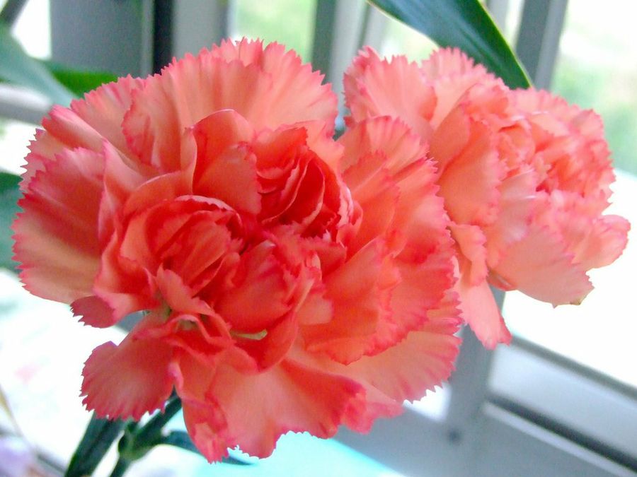 Dianthus caryophyllus