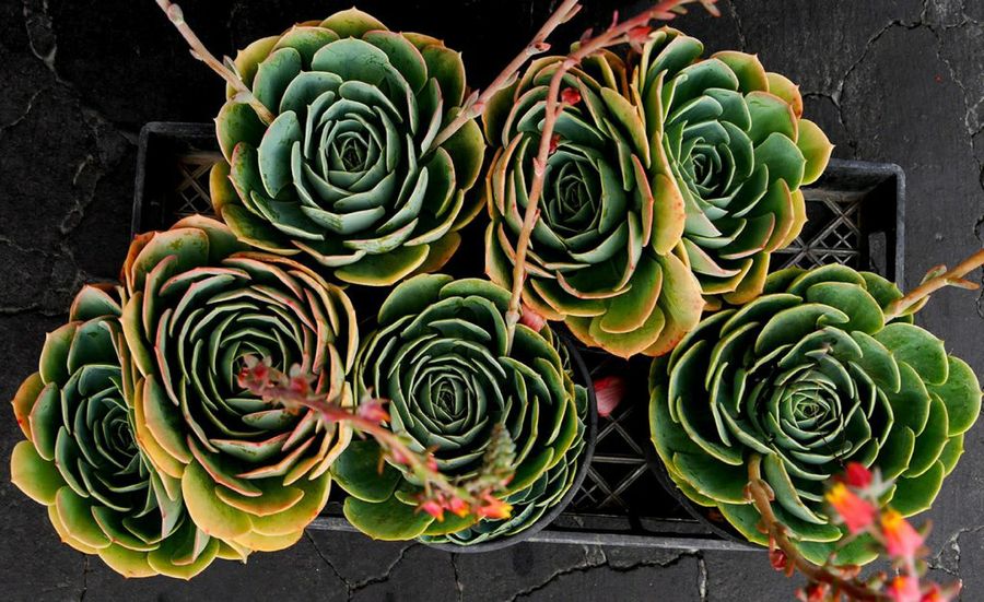 Echeveria elegans
