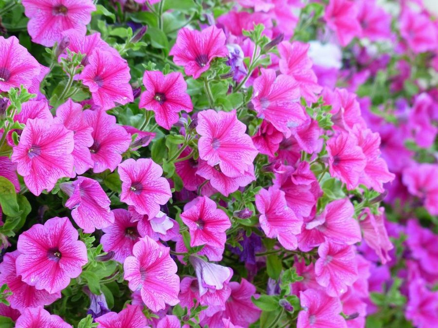 Plantas ornamentales: origen y tipos | Plantas