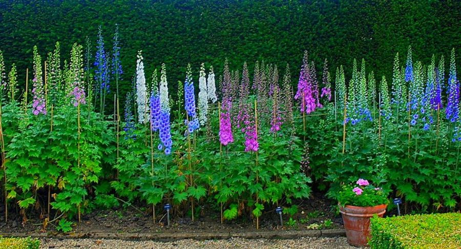 Delphinium