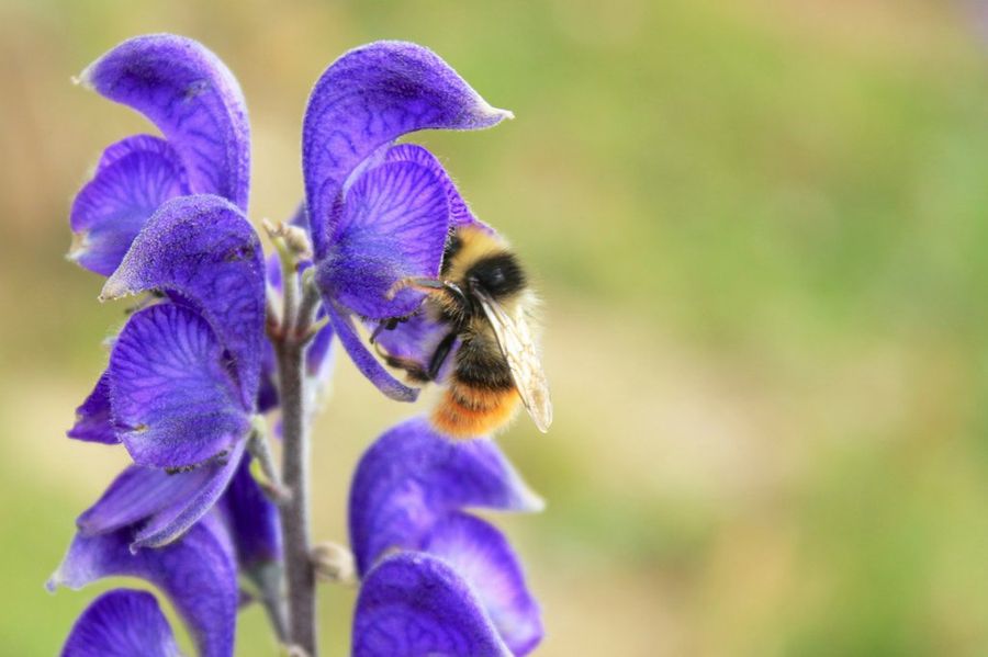 Delphinium peregrinum