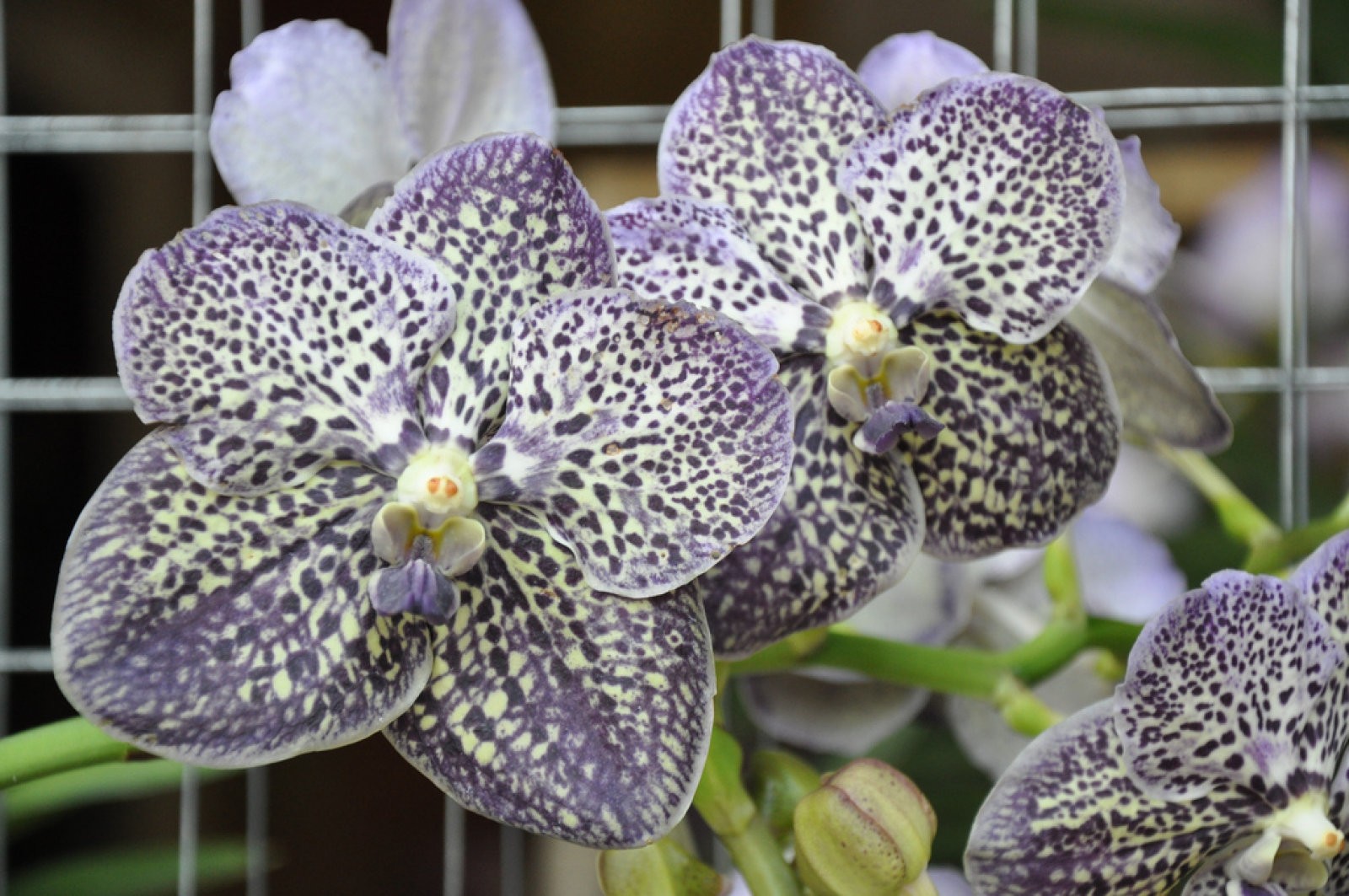 Vanda