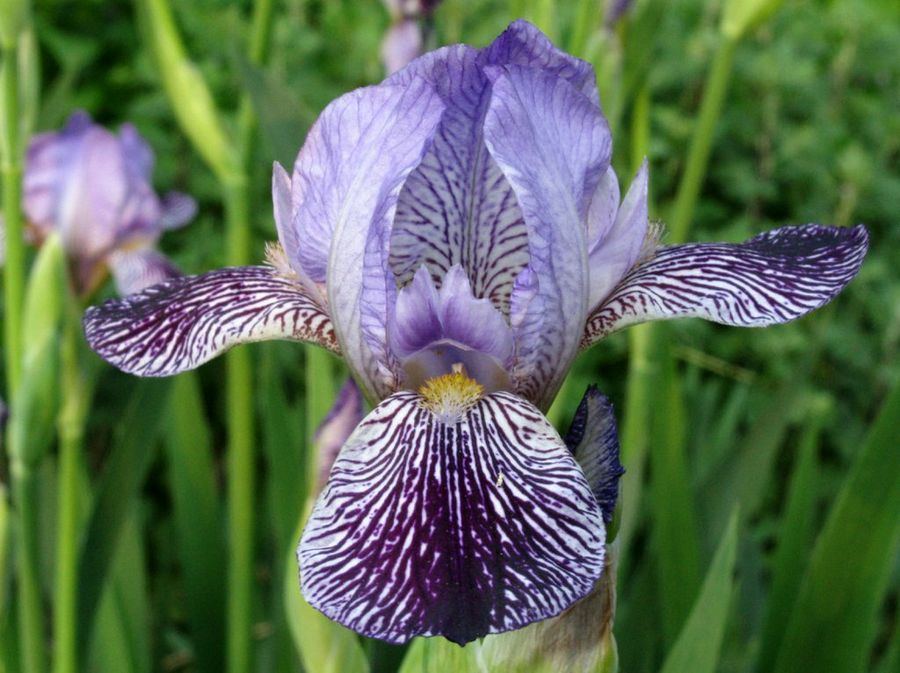 El iris tips y recomendaciones plantas