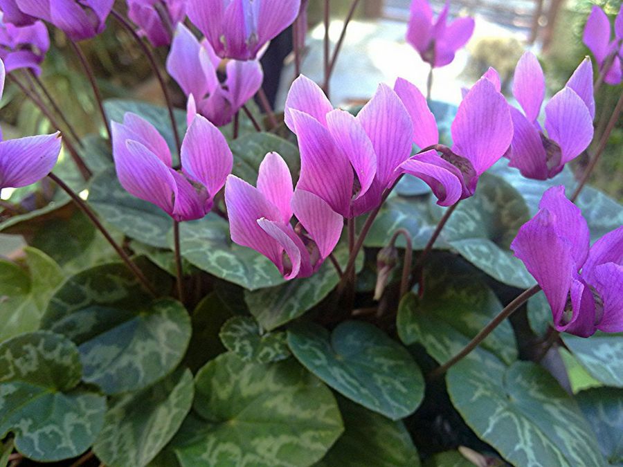 Cyclamen