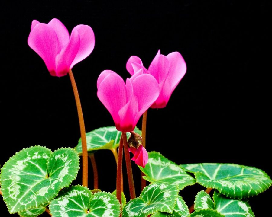 Cyclamen