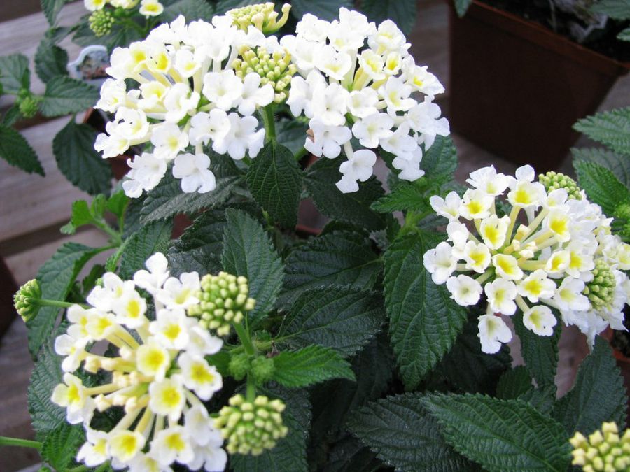 Lantana