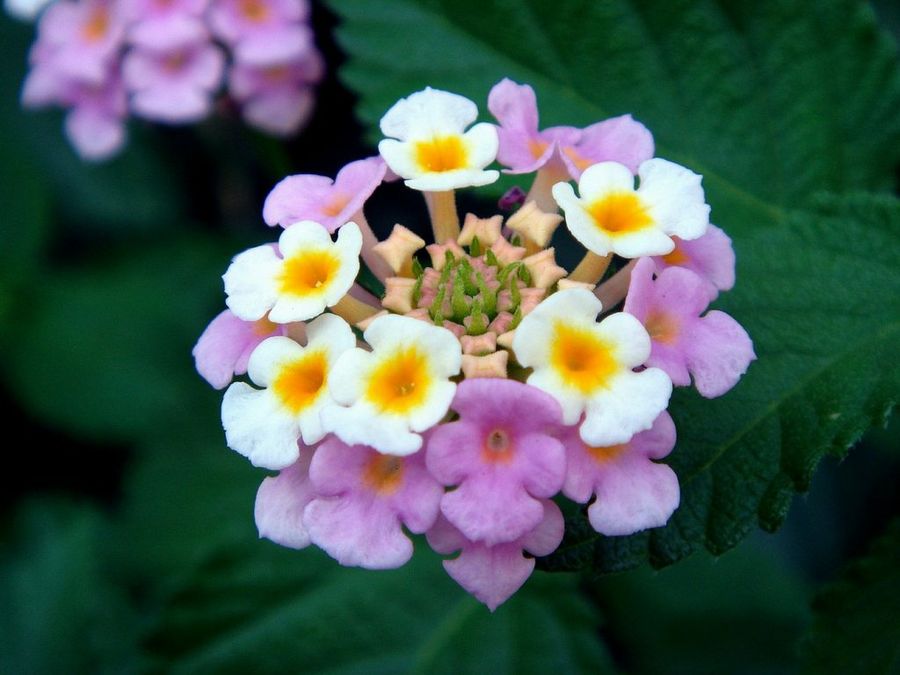 Lantana