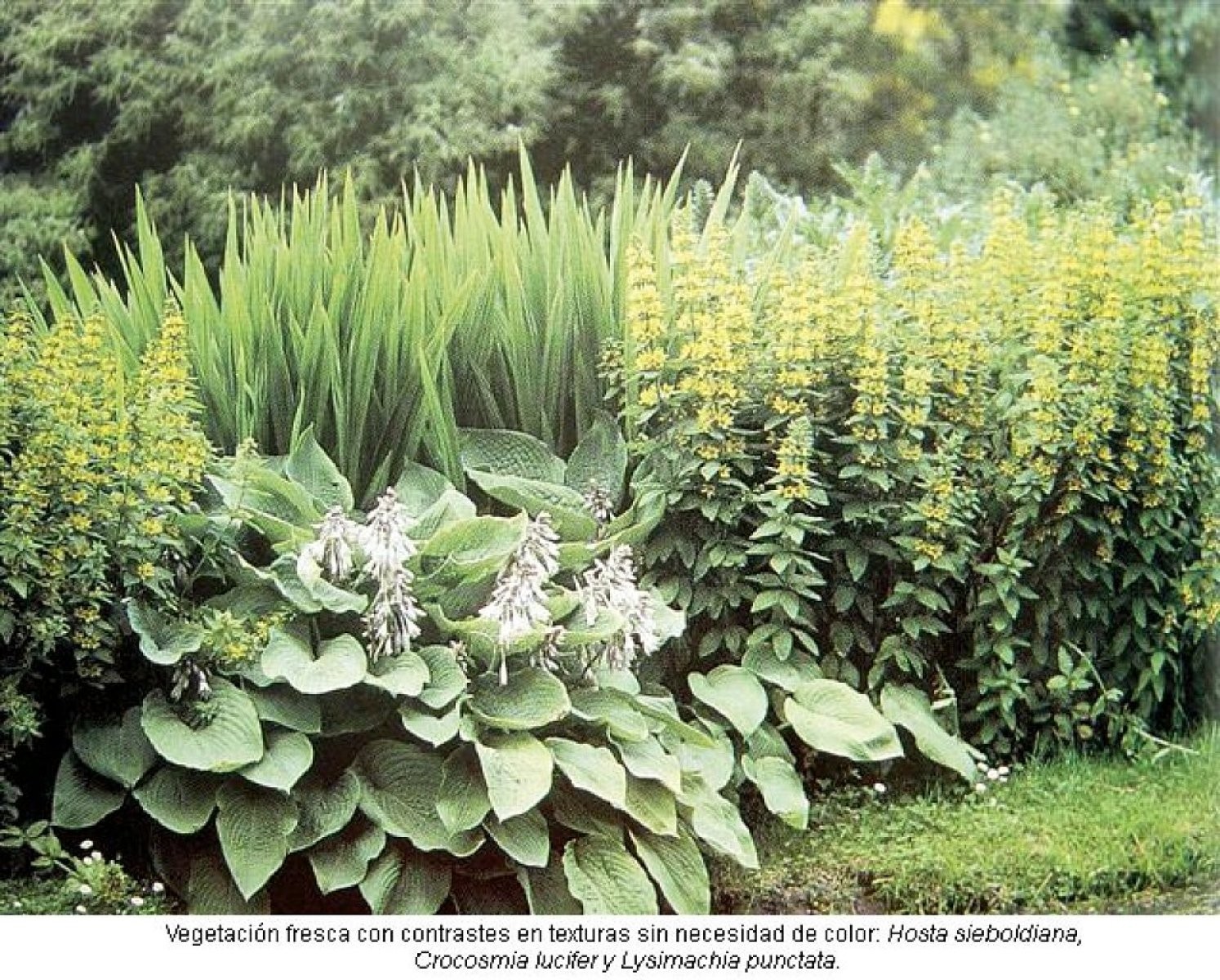 Jardín