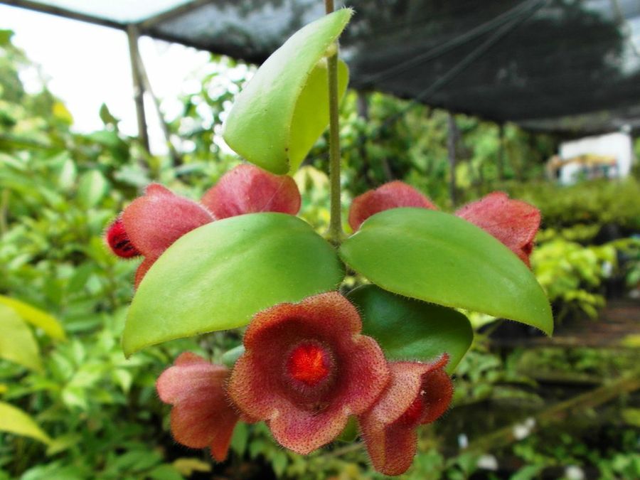 aeschynanthus