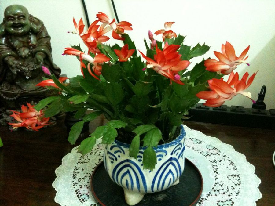 zygocactus truncatus