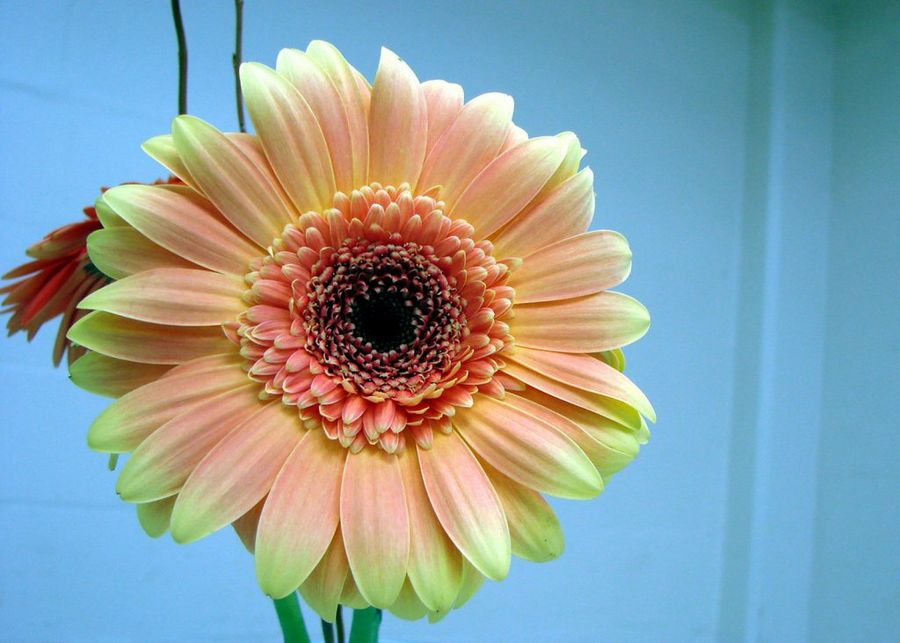 La gerbera | Plantas