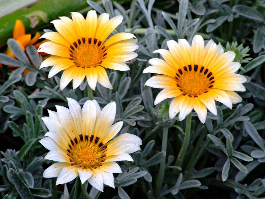 Gazania rigens