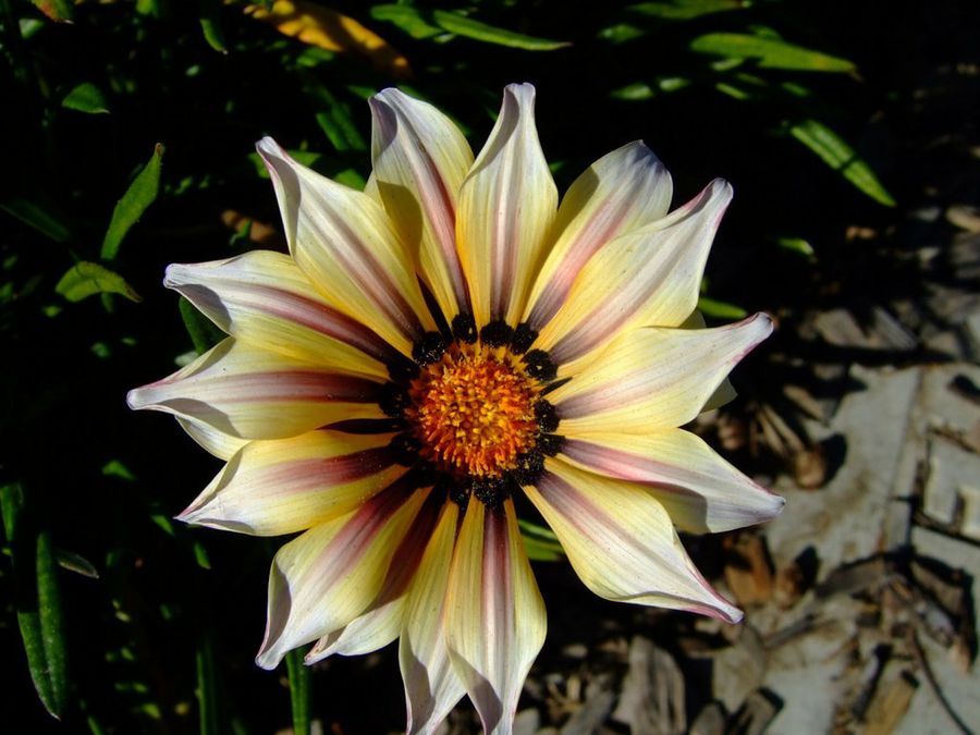 Gazania