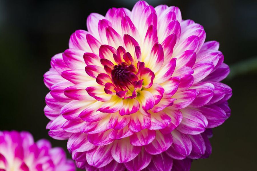 Dahlia