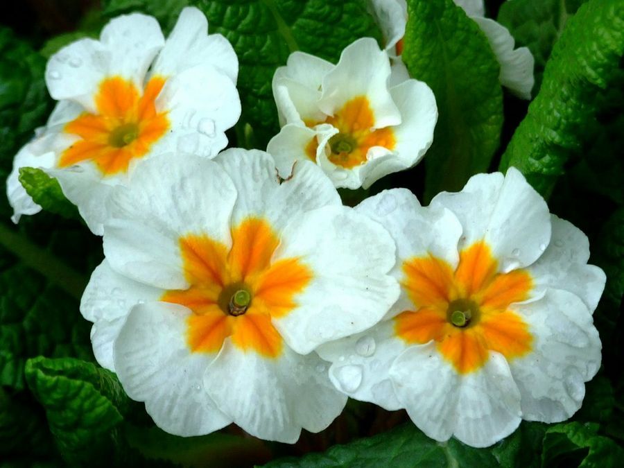 Primula