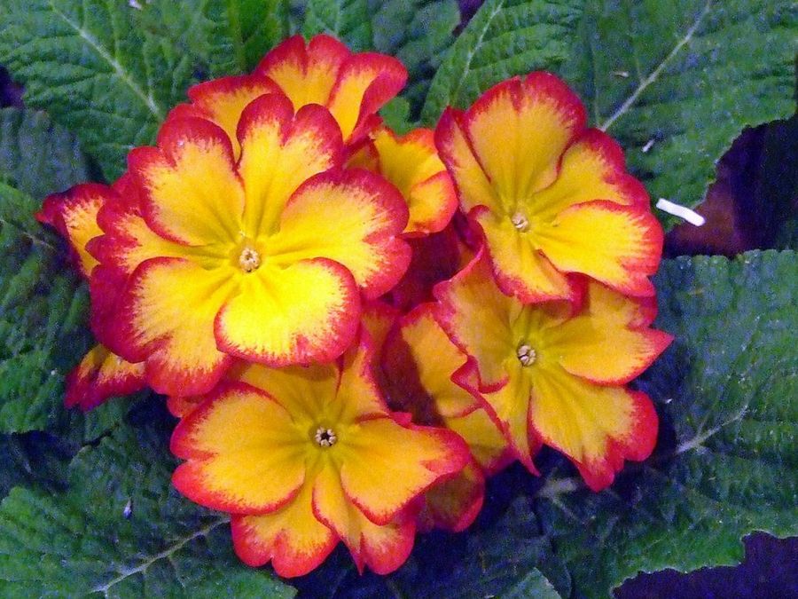 Primula