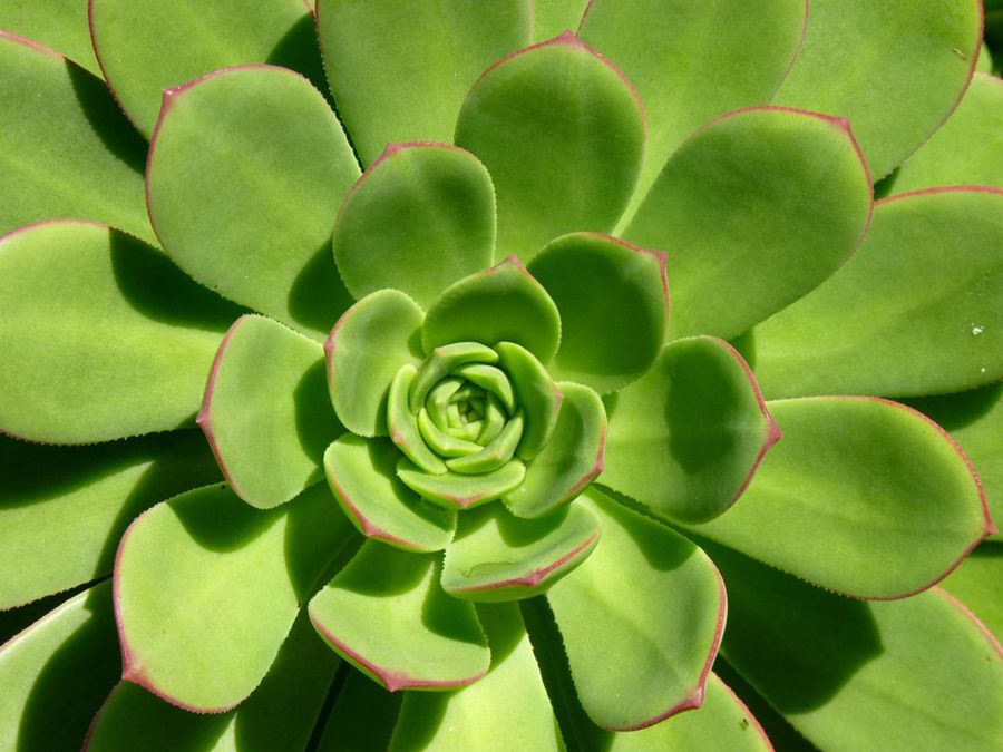 Aeonium arboreum