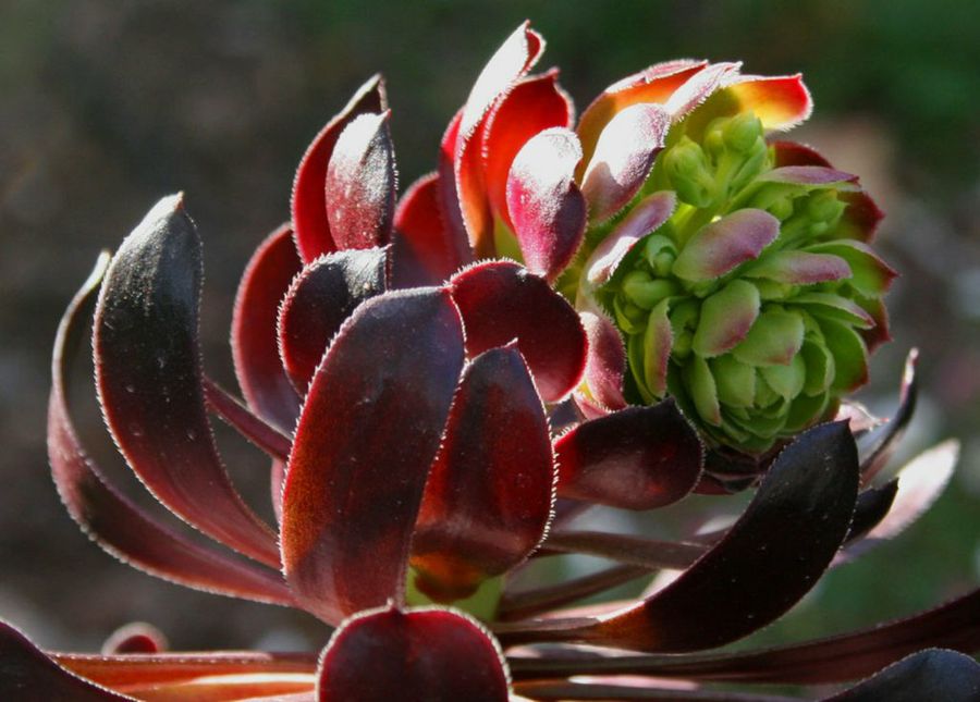 Aeonium
