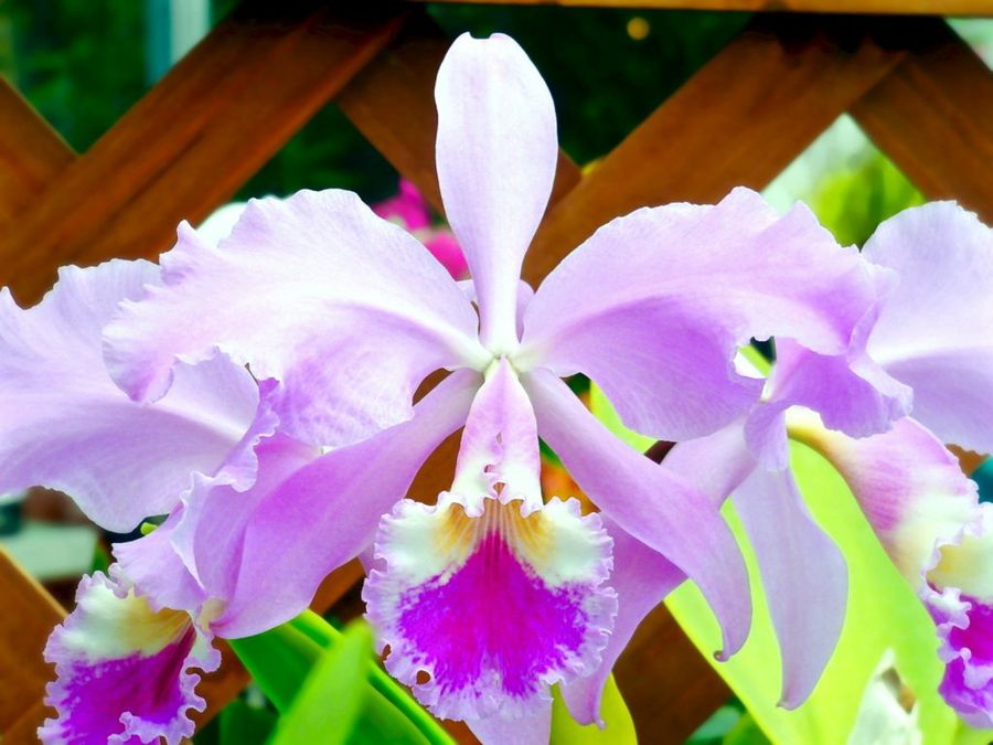 Cattleya
