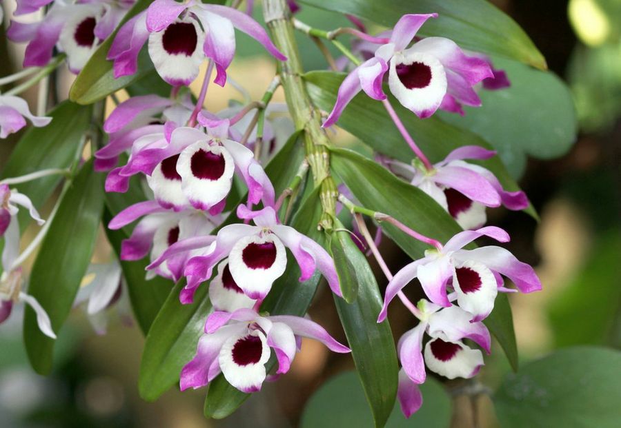 Dendrobium