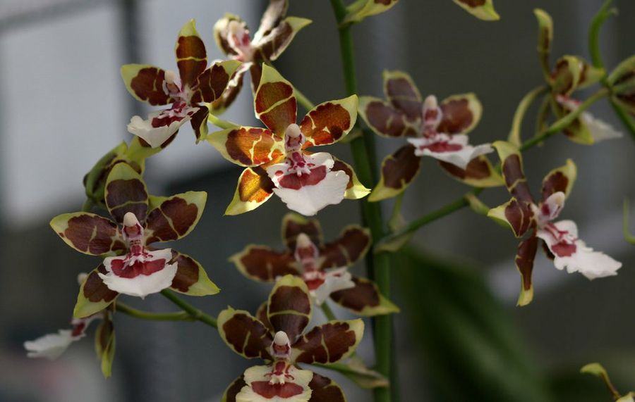 Oncidium