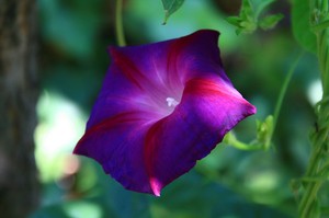 Ipomea