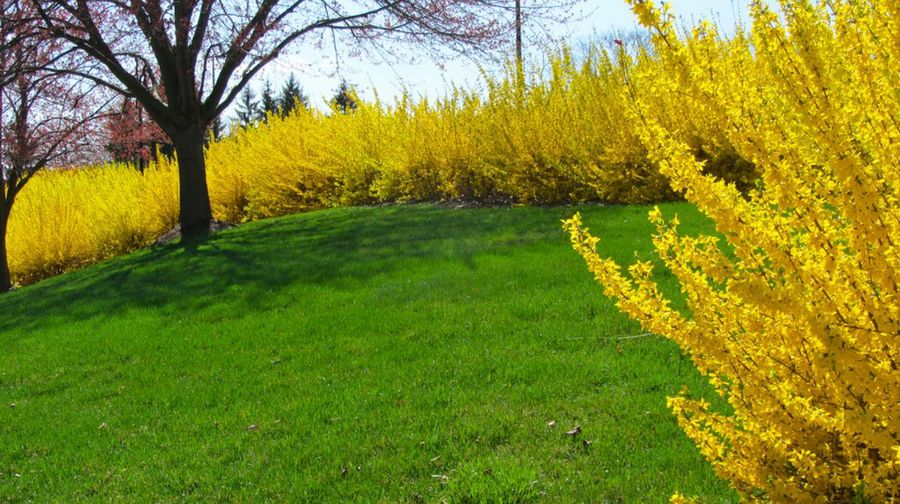 Forsythia