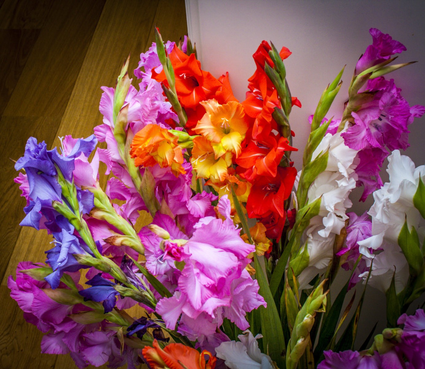Gladiolus