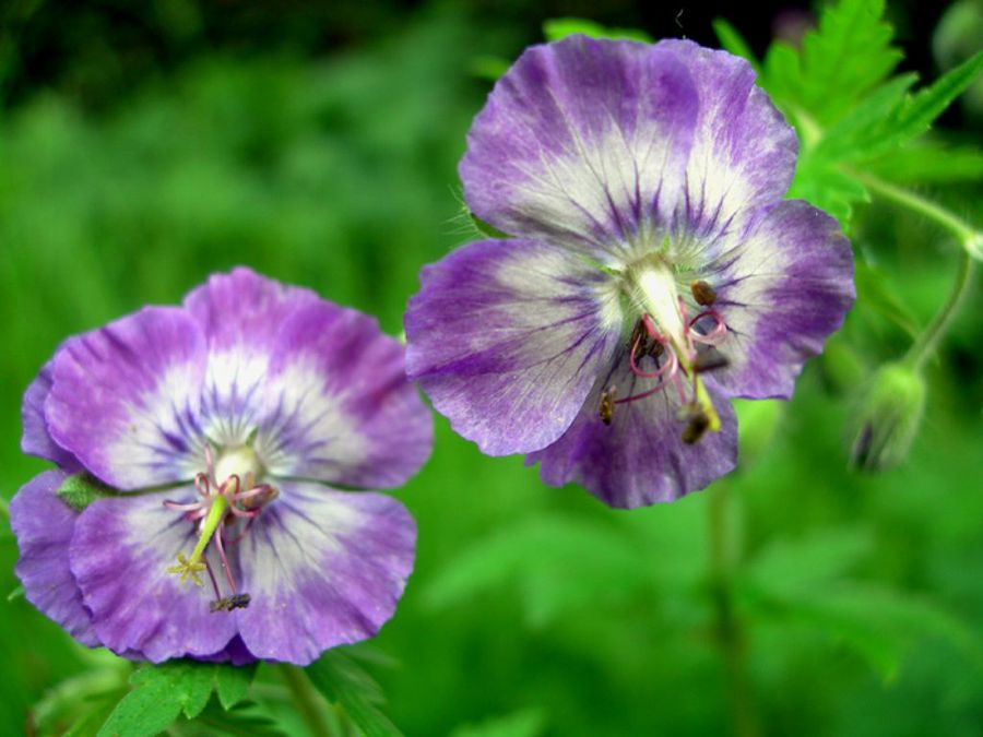 Geranium phaem