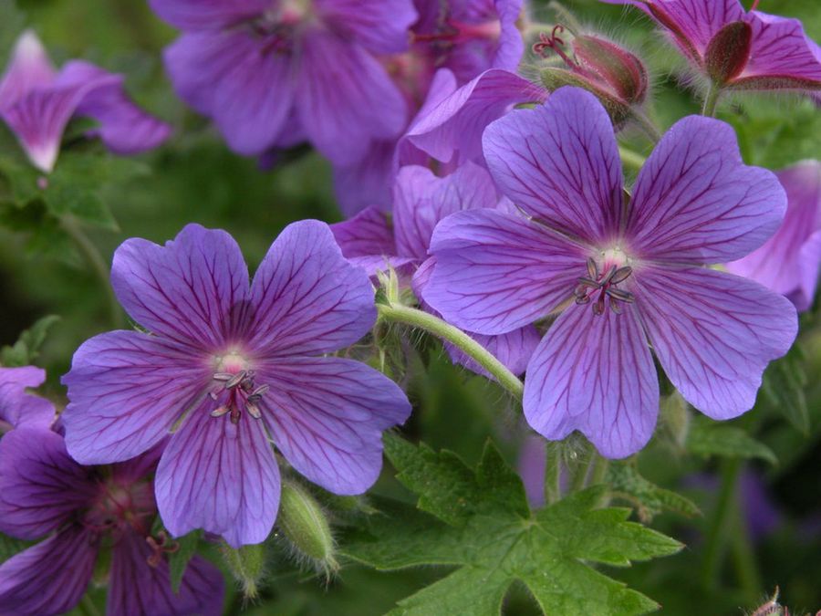 Geranium platypetalum