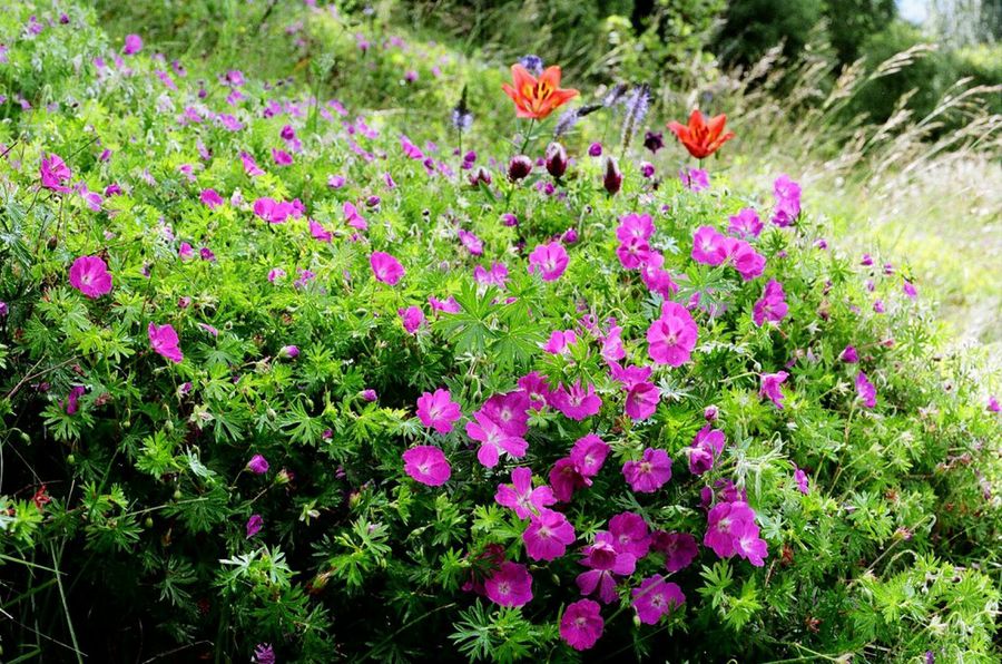 Geranium sanguineum