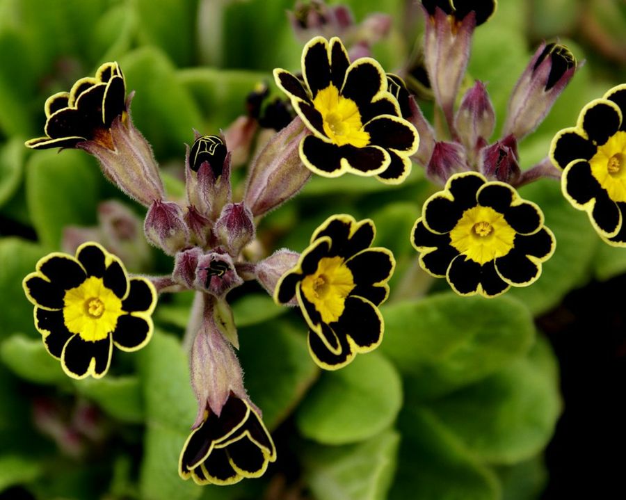 Primula spp