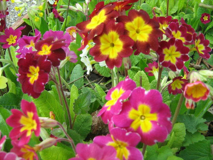 Primula spp