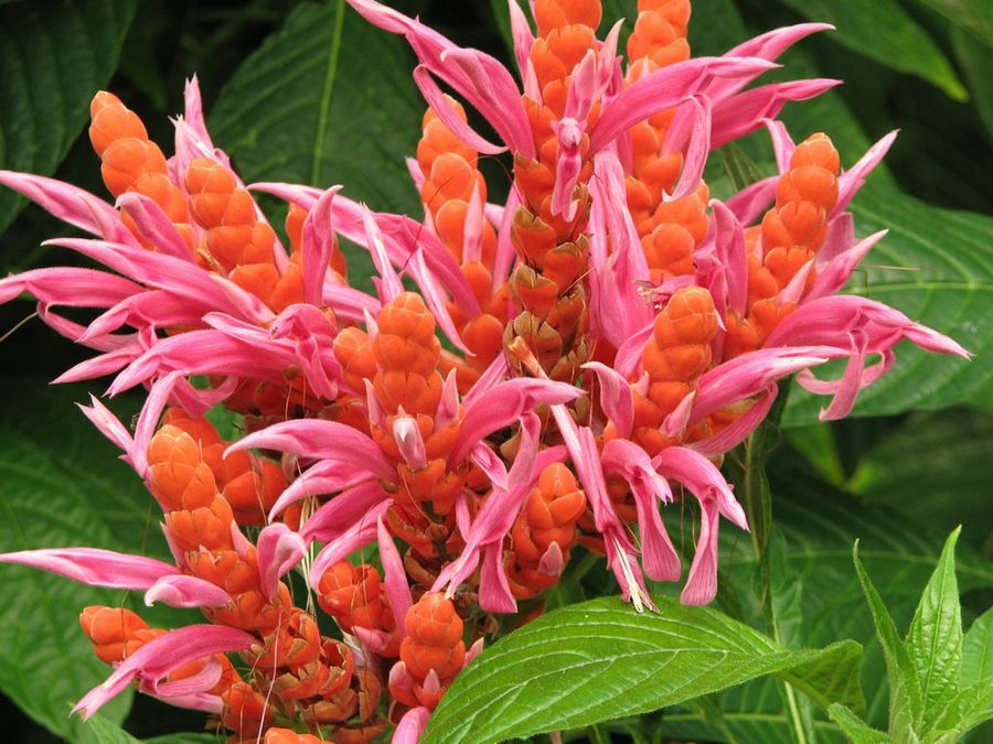 Aphelandra