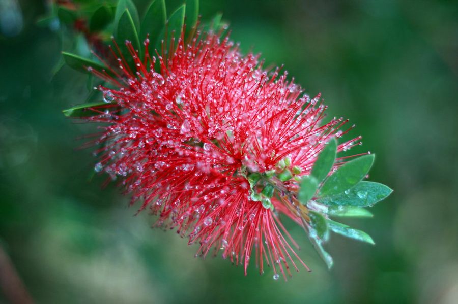 Callistemon
