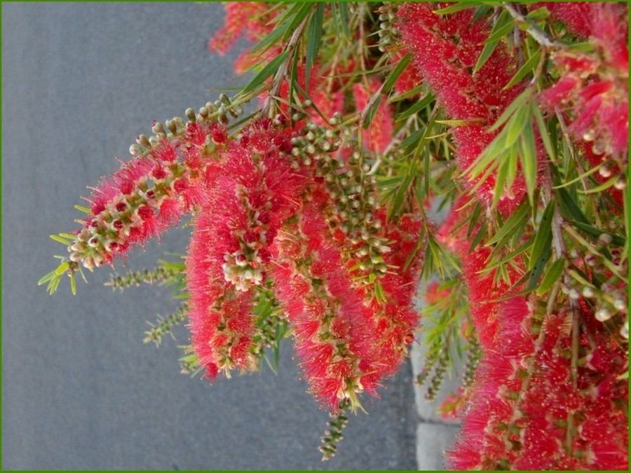 Callistemon