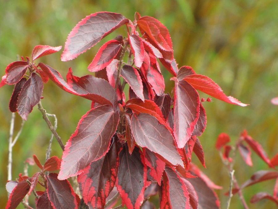 Acalypha wilkesiana