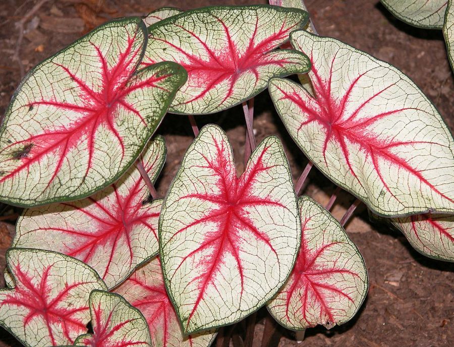 Caladium bicolor
