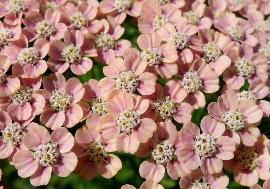 Achillea millefolium