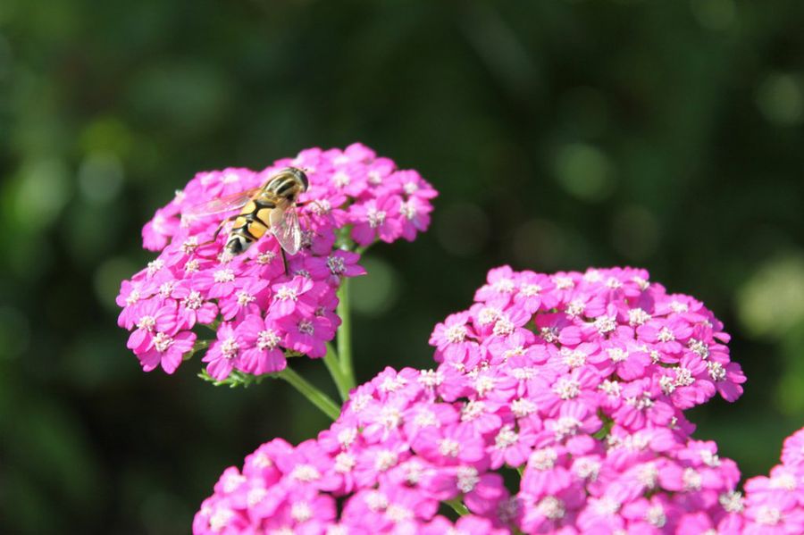 Achillea millefolium