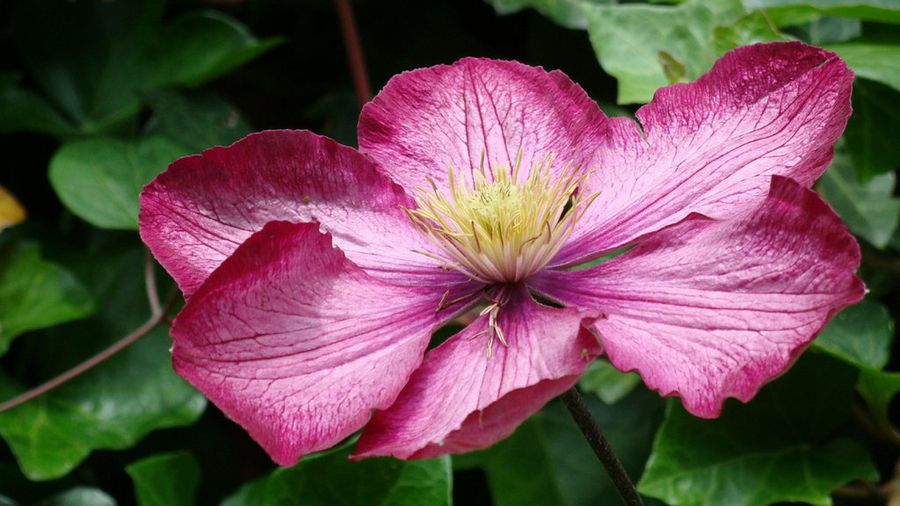 Clematis