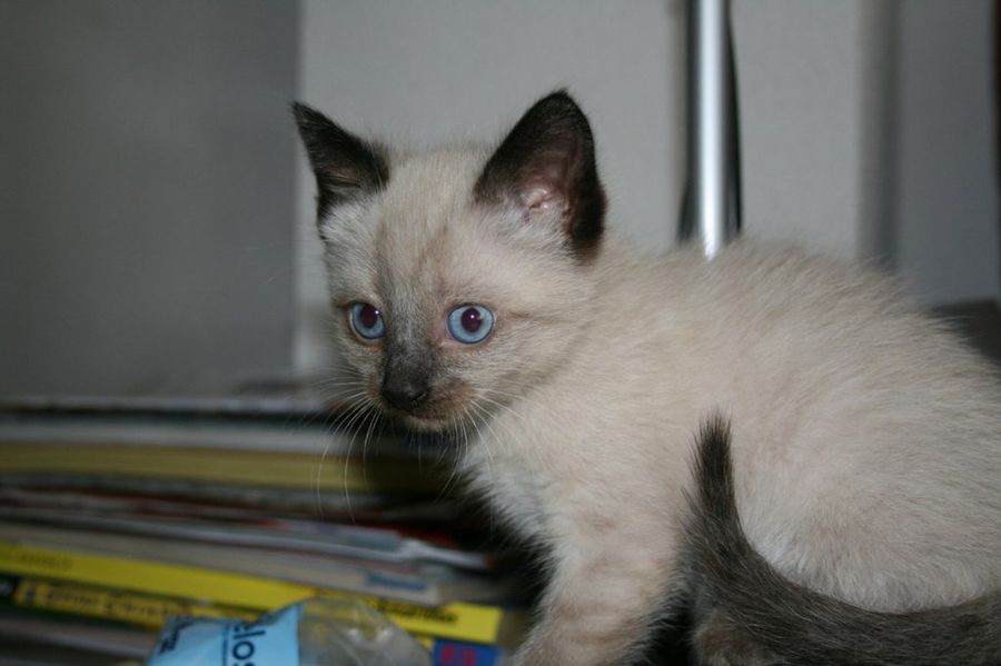 Cachorros De Gatos Mascotas