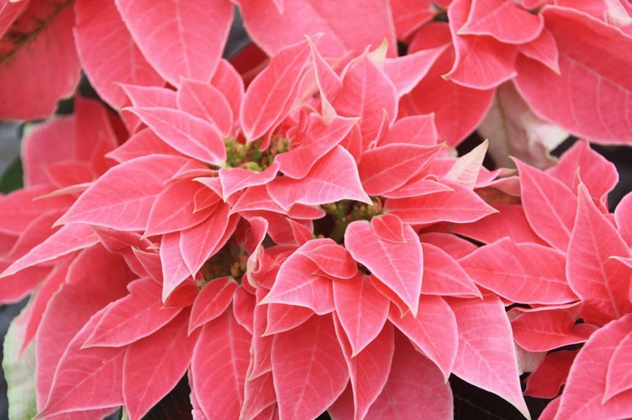 Euphorbia pulcherrima