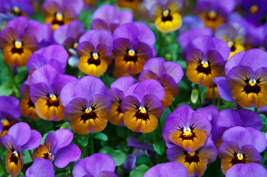 Viola × wittrockiana