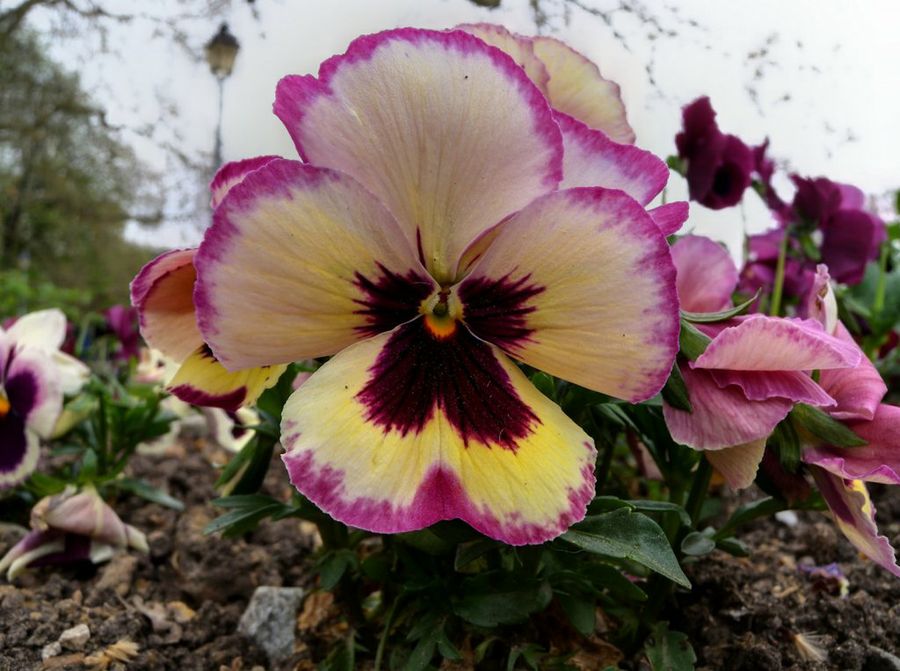 Viola × wittrockiana