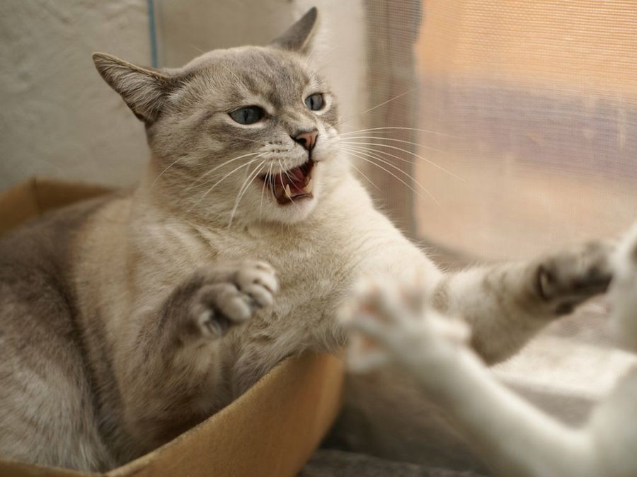 Los gatos y el sexo | Mascotas