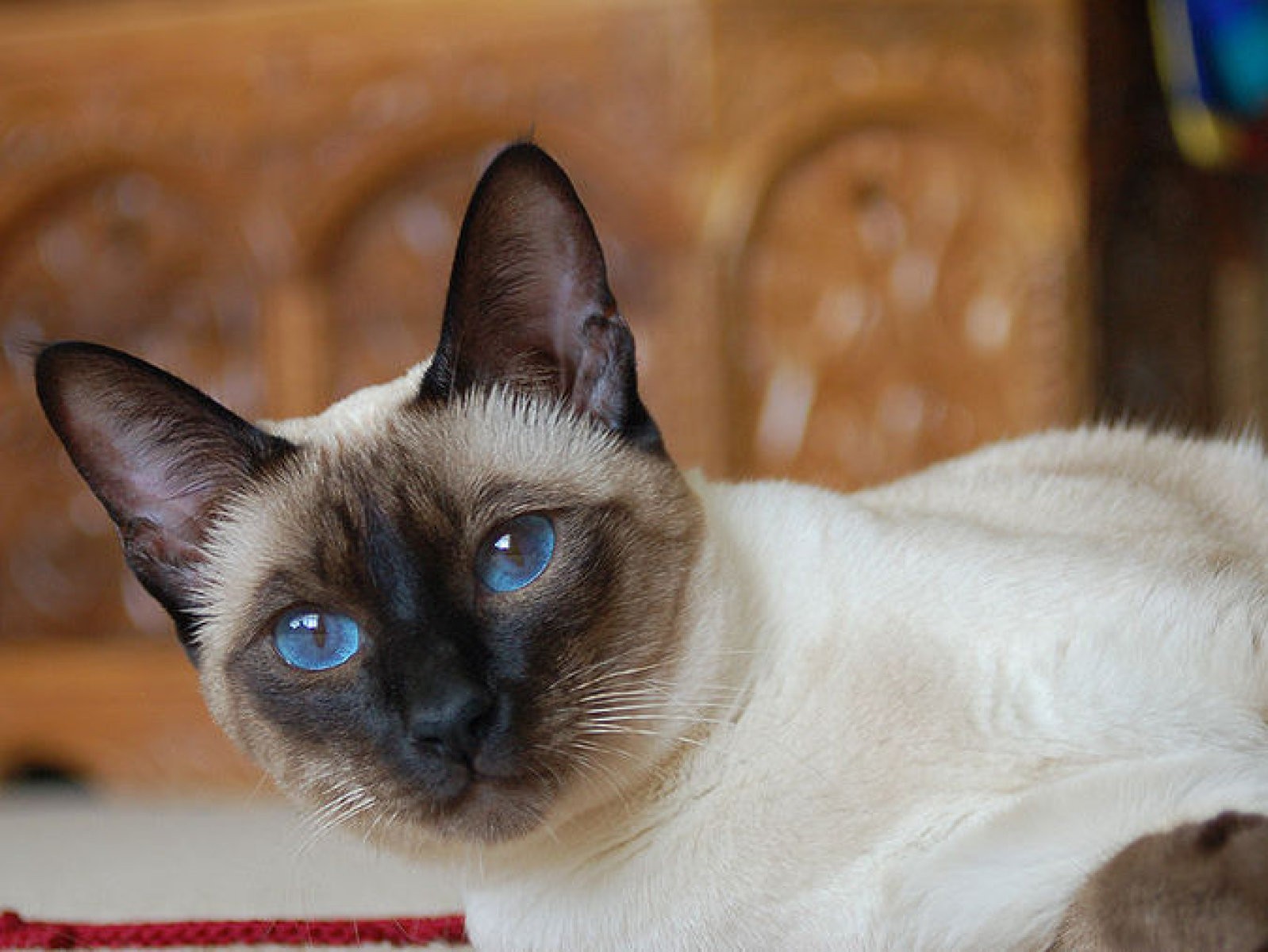 gato siamés