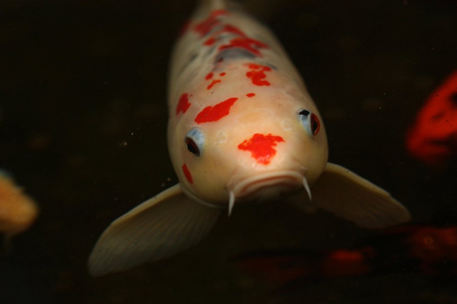 Koi