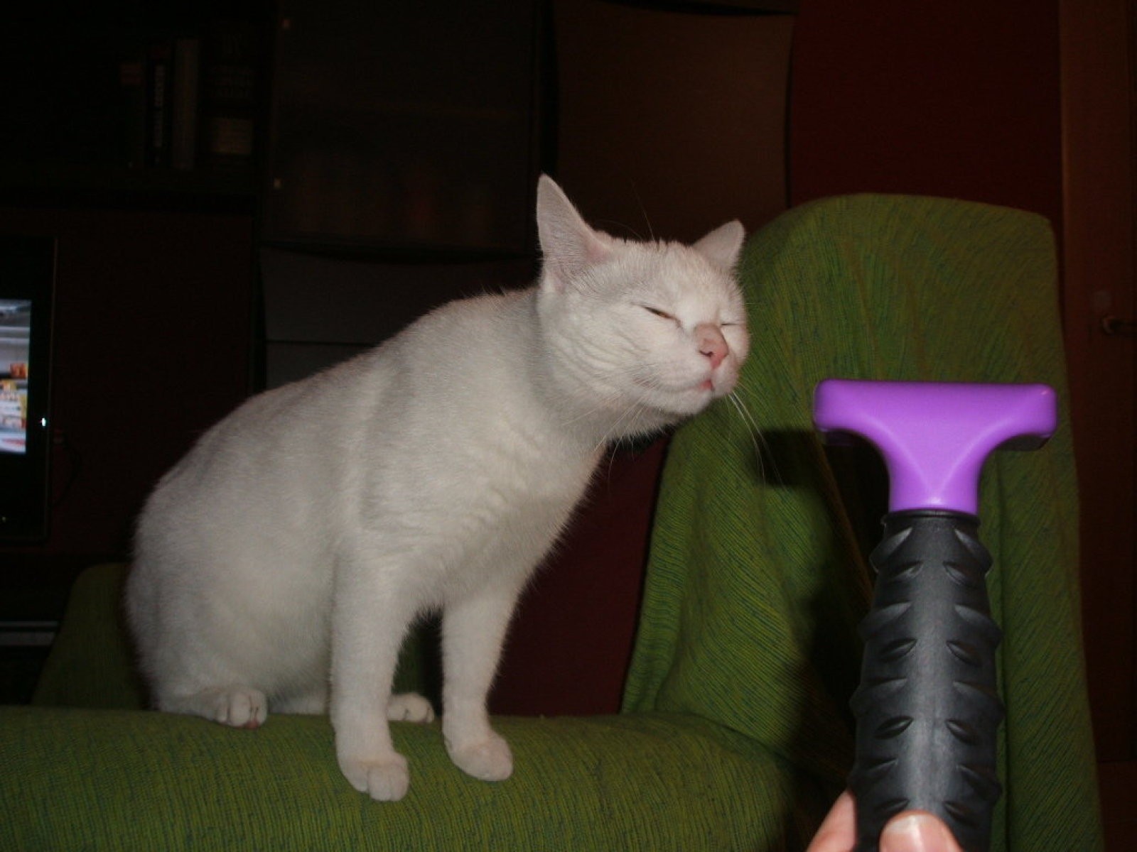 Gato