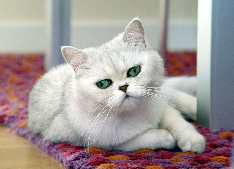 gato exótico blanco